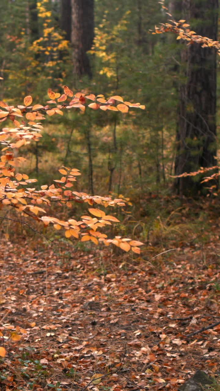 Golden Autumn Leaves Swaying Gently in a Peaceful Forest