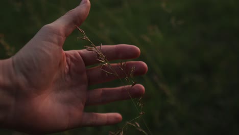 man's hand caressing blade of grass in natural eco friendly environment outdoor forest, close up warm morning light