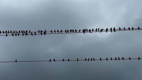 closeup of a flock of birds perched on electric wires against dark just before the storm and rain