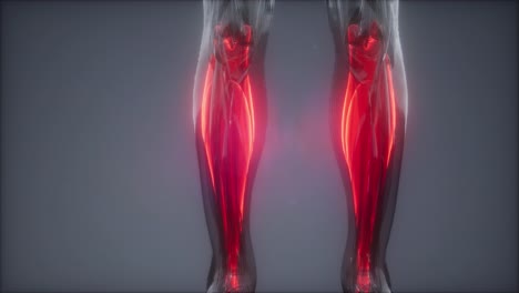 gastrocnemius--Visible-muscle-anatomy-map