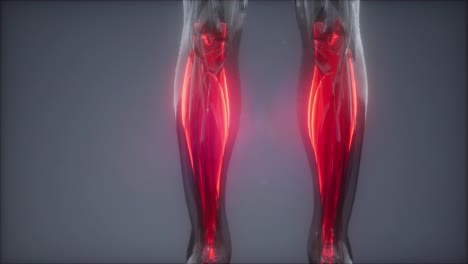 gastrocnemius- sichtbare muskelanatomiekarte