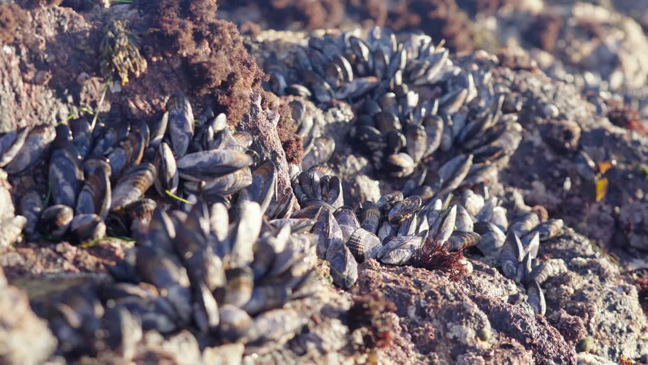 mejillones en las rocas de la piscina de marea durante la marea baja