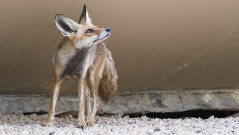 wild arabian red fox adapted to live in urban abu dhabi raising young in a den dug under a bridge