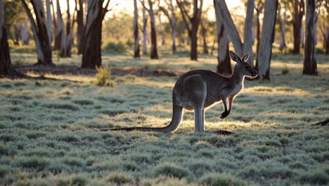 kangaroo in a sunlit australian landscape
