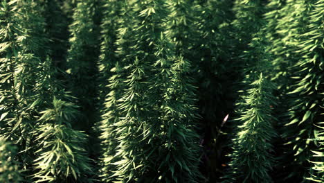 legal hemp field used for textiles in france