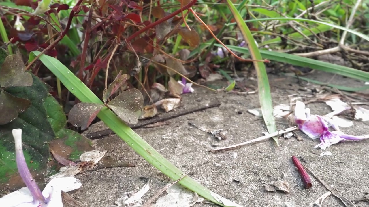 Primo piano con panoramica verso il basso che rivela fiori caduti e fogliame verde
