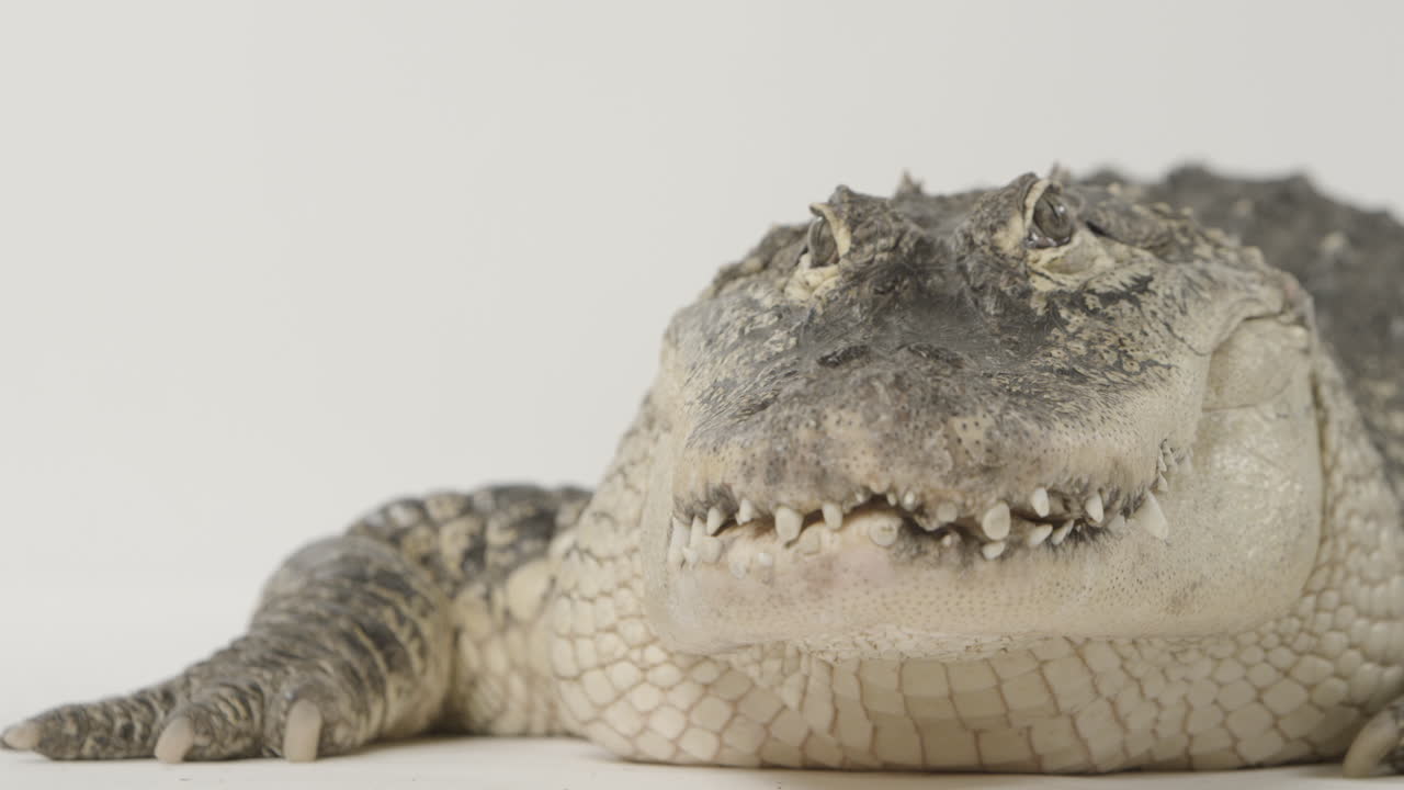 depredador caimán sobre fondo blanco posando