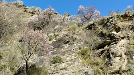 árboles-De-Sakura-En-La-Montaña-Y-Tiro-Inclinado-Del-Cielo-Azul