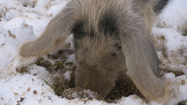 Primo piano di maiale lanoso che cerca cibo nel fango ghiacciato tra la neve in inverno.