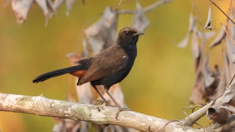 in.dian robin bird in tree