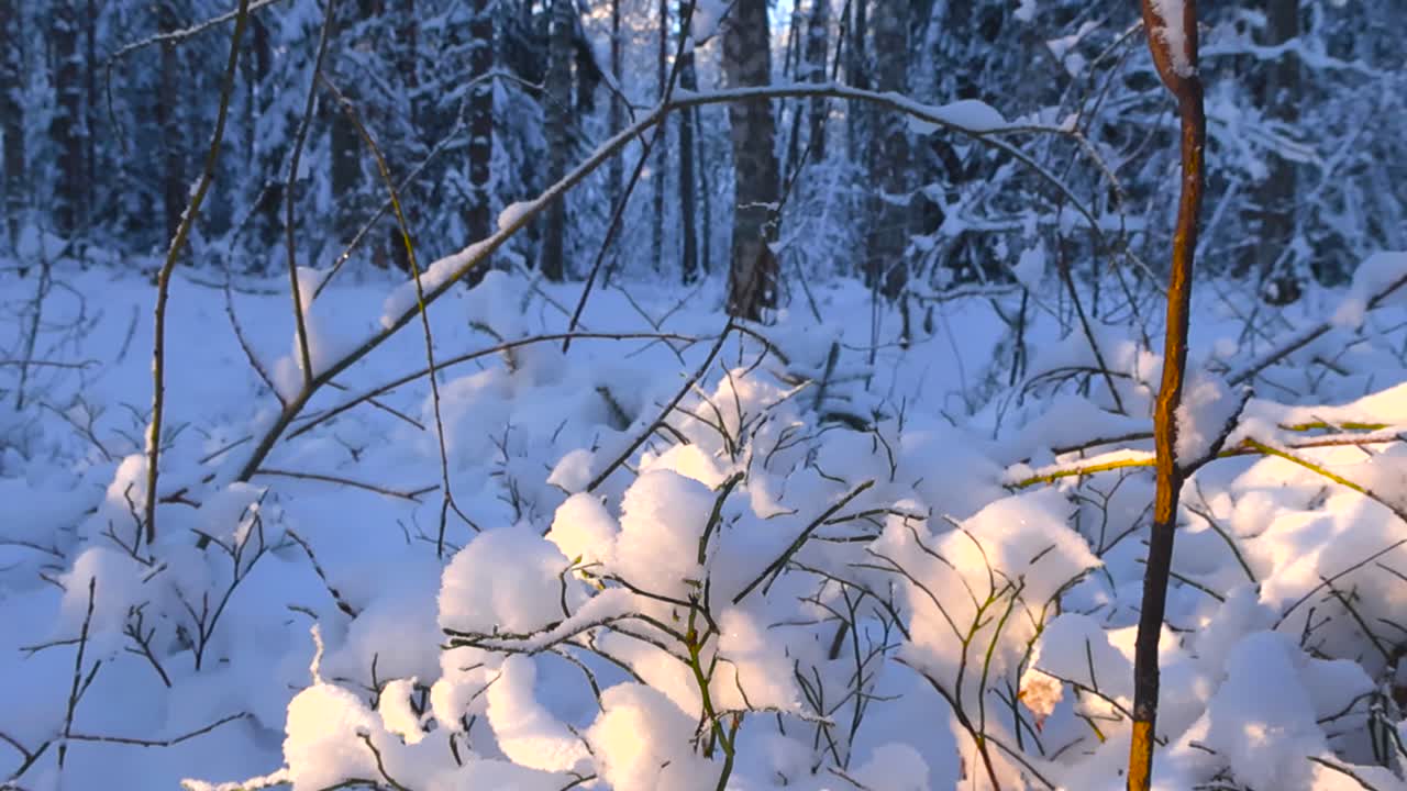 Lavvinklet gli gjennom tykke snødekte skogplanter, mens varmt vinterlys belyser grener og nyfallen snø, med mørkere skogsdyp i bakgrunnen.