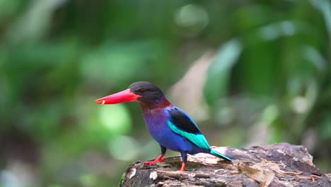 Javanischer-Eisvogel-Frisst-Raupen-Auf-Trockenem-Holz