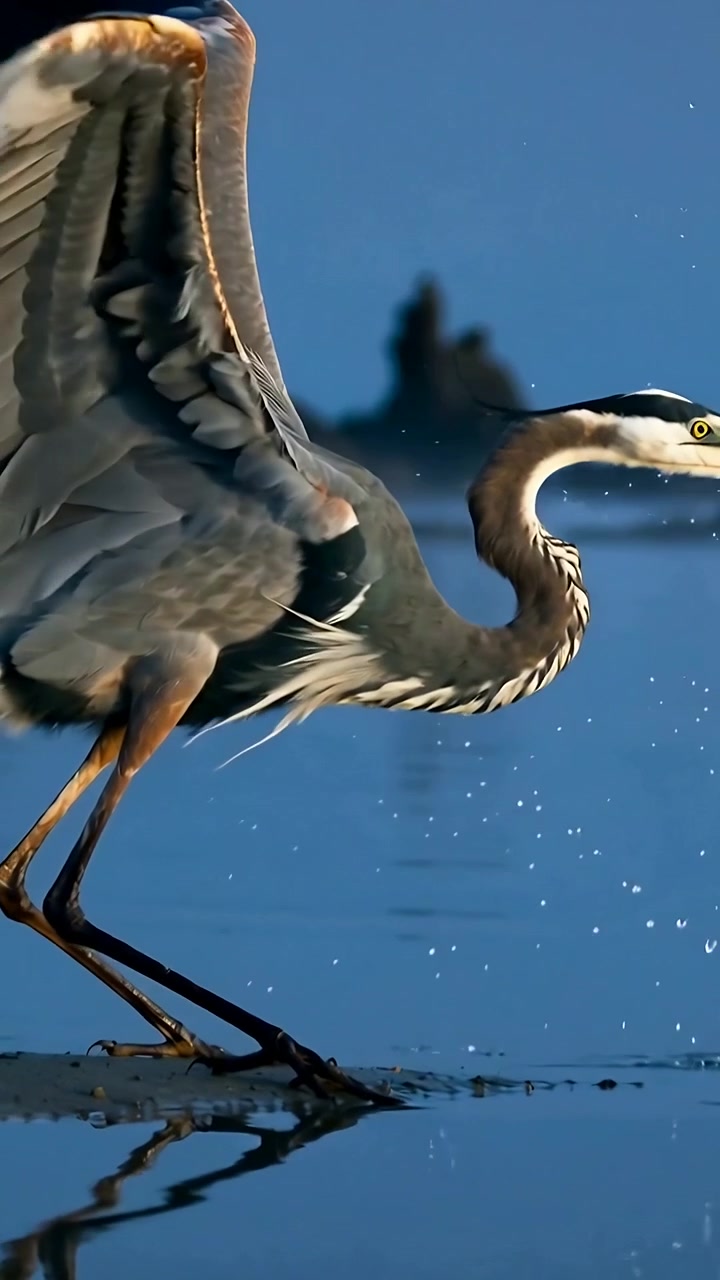 Video verticale: Uccello che si sposta e apre l'ala in una piana di fango, spruzzando goccioline e preparandosi a spiccare il volo, riflettendosi.