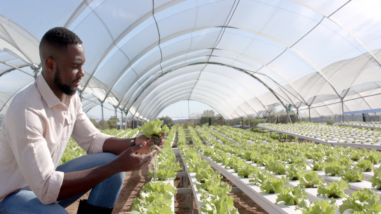 Inspecting lettuce, farmer working in hydroponic vegetable garden at greenhouse