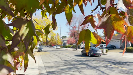 Close-up-shot-of-tree-with-red-leaves