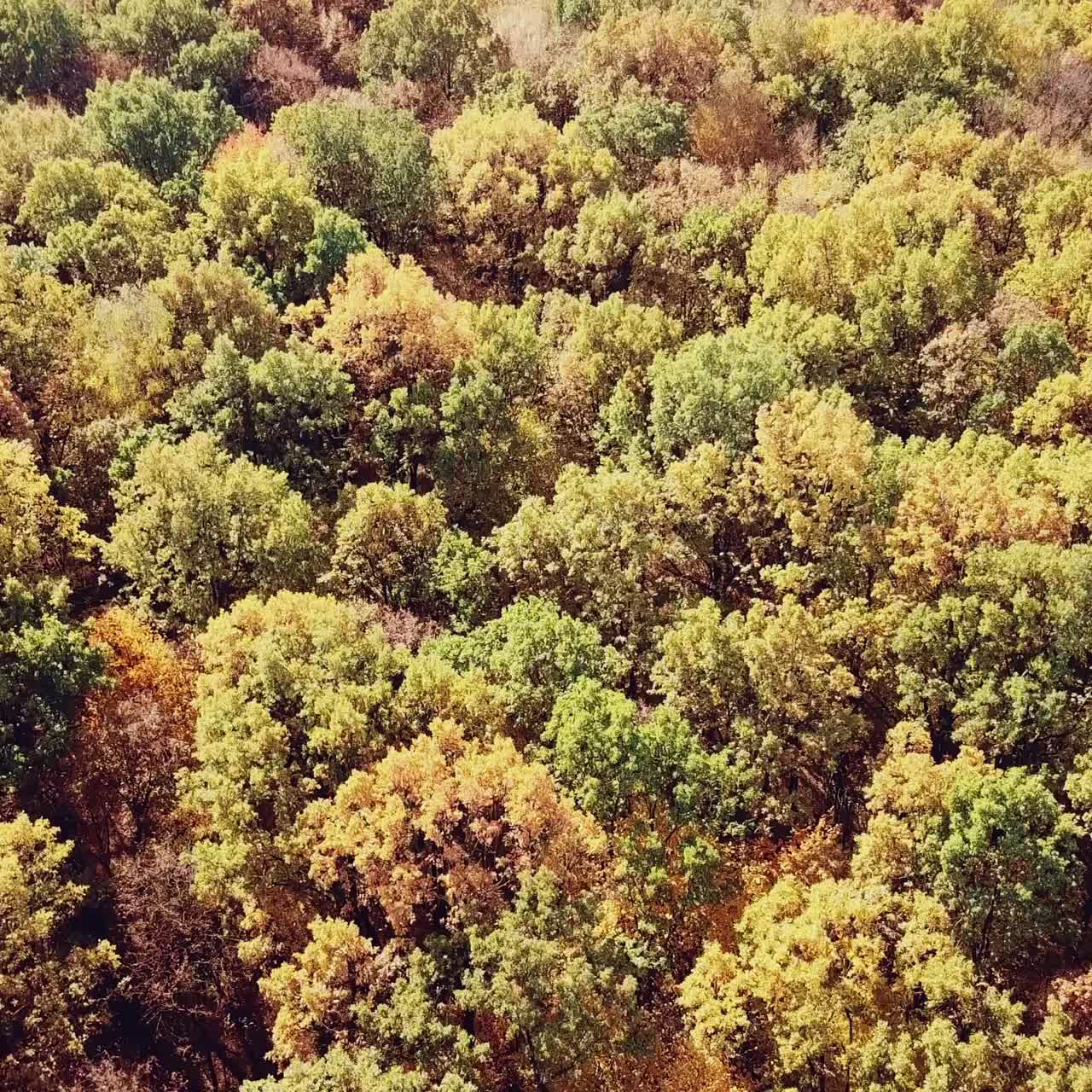 view of the autumn park on the background of the city. Aerial view. Camera motion down