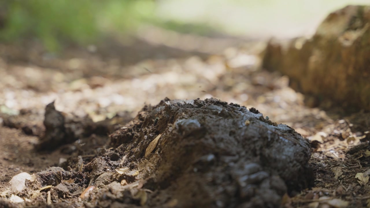 Letame di mucca o bovini con mosche che vi volteggiano sopra, adagiato su un sentiero all'aperto nella natura. Tracce maleodoranti lasciate da animali in libertà nel loro habitat naturale su un sentiero pedonale o escursionistico o in una fattoria in montagna o in un campo.