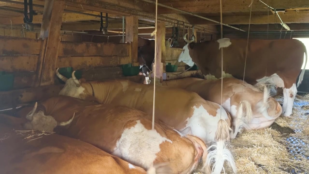 Autentico fienile alpino svizzero con mucche Simmental che riposano in un ambiente agricolo di montagna tradizionale, mostrando il patrimonio rurale e la vita agricola in Svizzera.