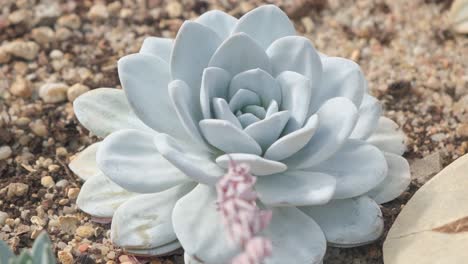 A Beautiful Gray Flowershaped Cactus Growing in Dry Tropical Soil a Beautiful Gray Flowershaped Cactus Growing in Dry Tropical Soil Succulents in Nature Cactus Closeup