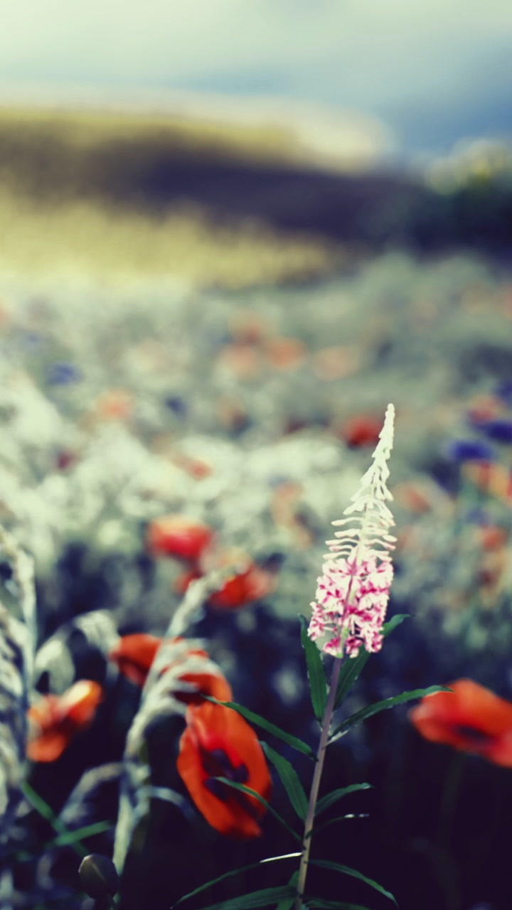 Colorful wildflowers bloom in a serene meadow during golden hour