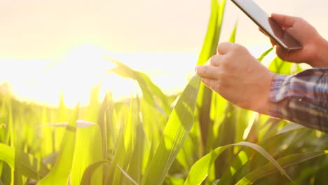 Male-farmer-with-a-tablet-closeup-inspects-shoots-kurusu-and-tap-the-screen-with-your-fingers.-Analyze-the-success-of-the-future-harvest.-genetically-modified-foods