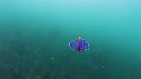 Eine-Farbenfrohe-Meeresschnecke,-Die-Wie-Ein-Schmetterling-Im-Meer-Schwimmt