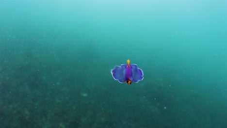 a brightly coloured sea creature nudibranch swimming in the ocean like a butterfly