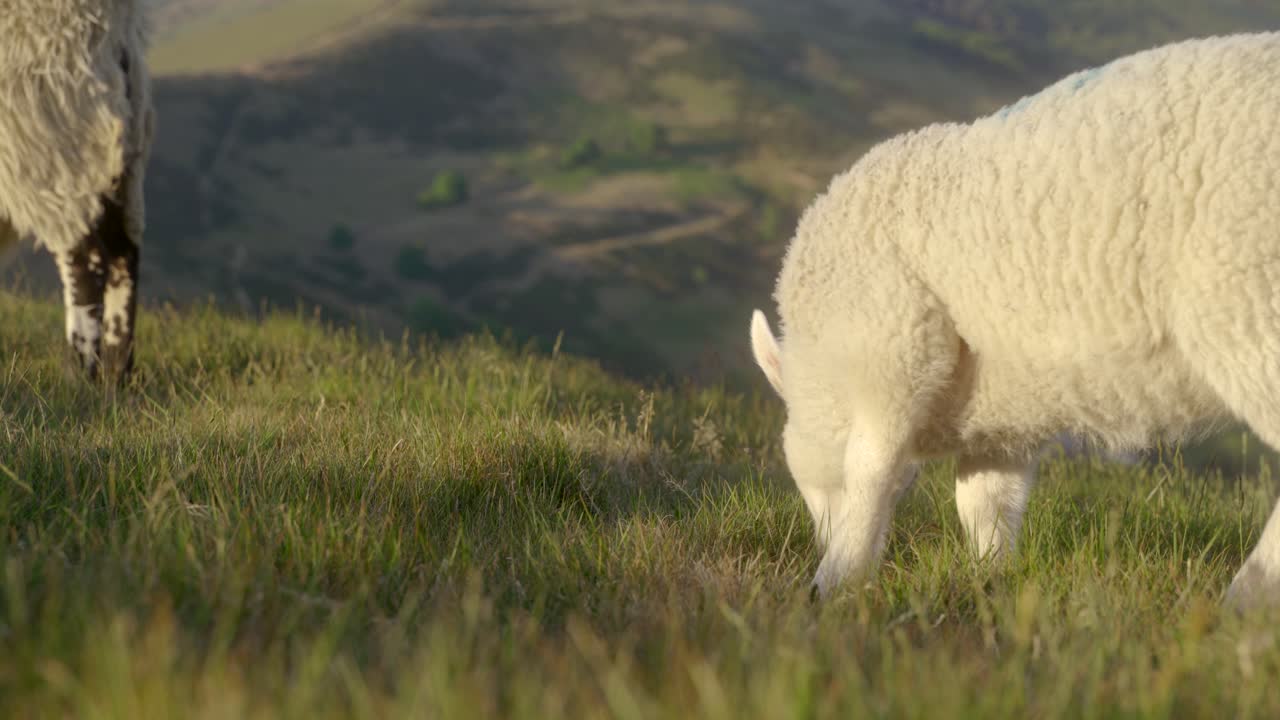 맘 토르, 캐슬턴, 피크 디스트릭트, 영국 위에 풀을 뜯고 있는 어린 양의 핸드헬드 샷