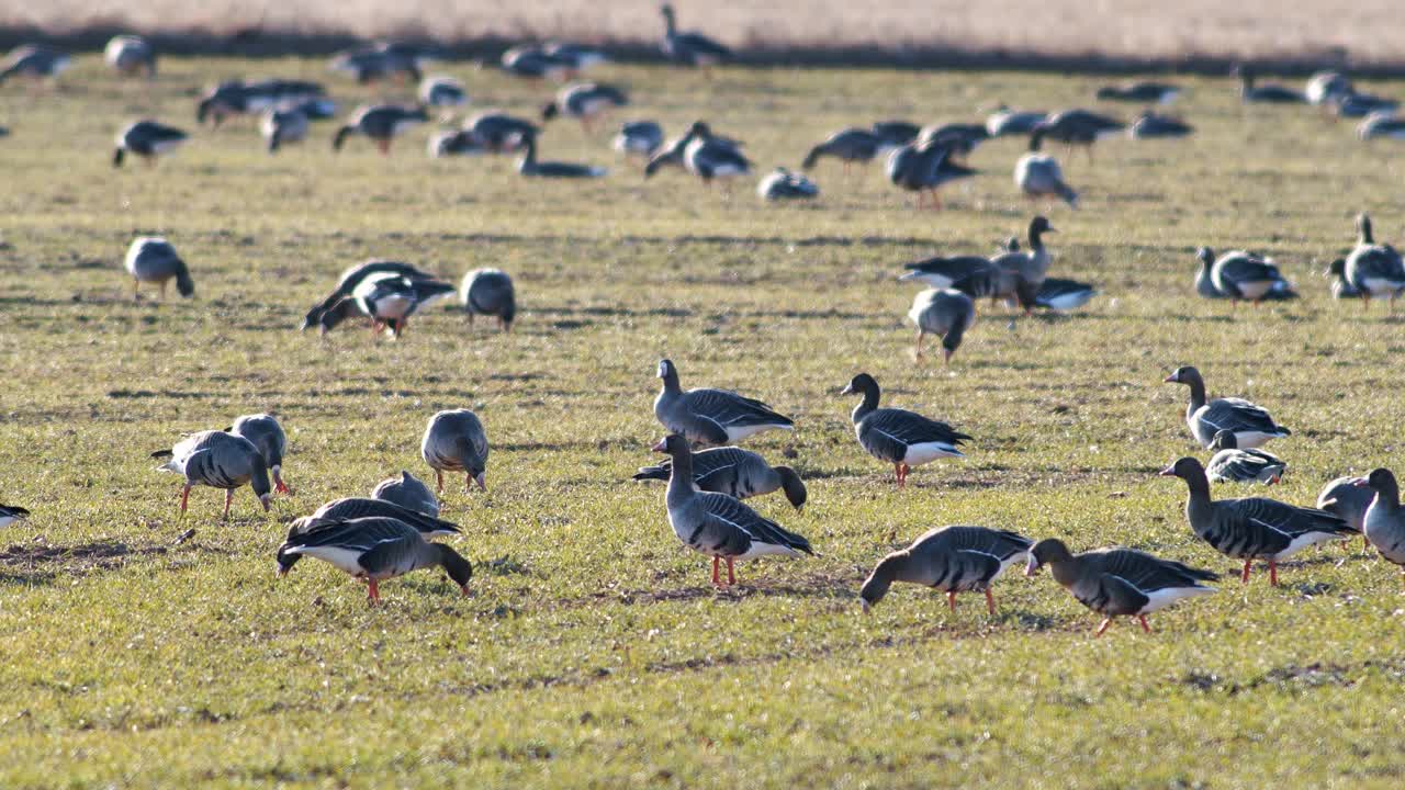 una gran bandada de gansos albifrones de frente blanca en el campo de trigo de invierno durante la migración de primavera