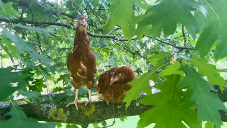 eye-level view of two isa brown chickens perched in leafy tree