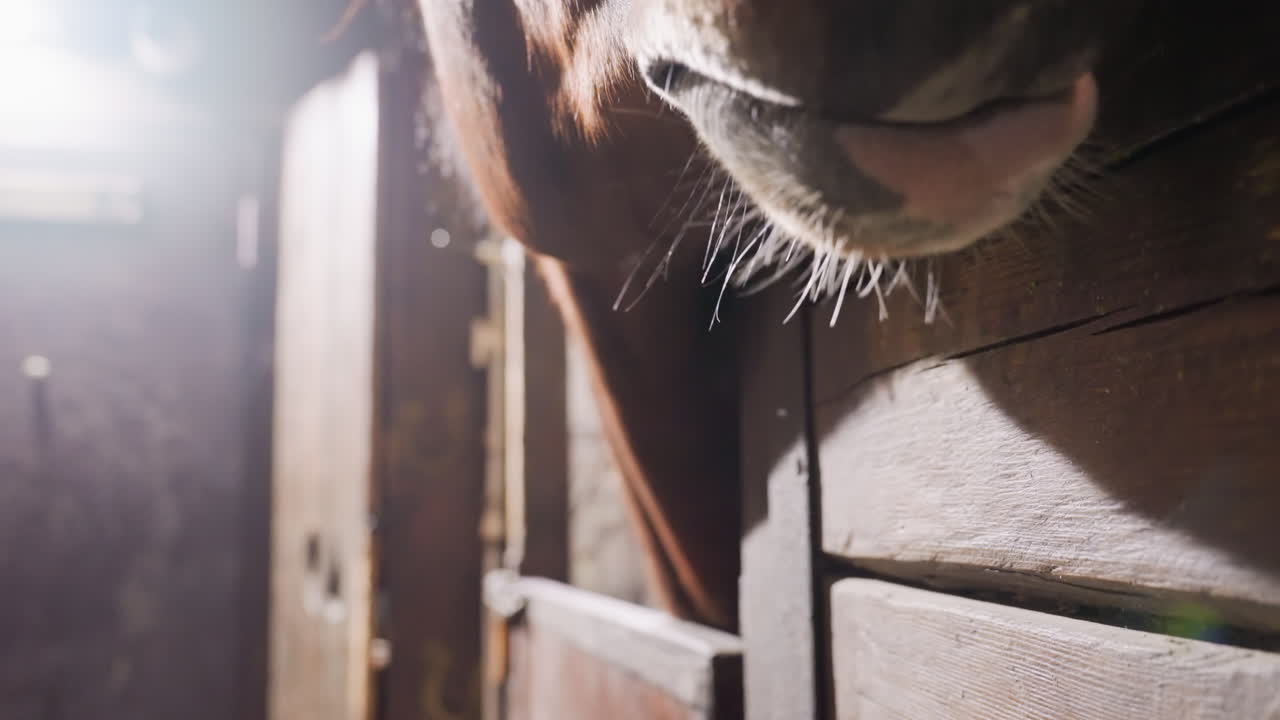 Sunlit stable stall with horse muzzle peeking over door, dust motes and warm rays filtering through window, weathered wood panels, lens flare and soft backlight, tranquil empty aisle and peaceful barn