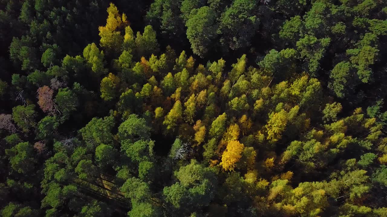 principios de otoño en el bosque, vista superior aérea, bosque mixto, coníferas verdes, árboles de hoja caduca con hojas amarillas, bosques de colores otoñales, paisaje de bosque nórdico, tiro de ojo de pájaro de gran angular que avanza