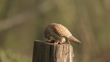 close-up of a female common kestrel feeding on it's prey while perched on a wooden post