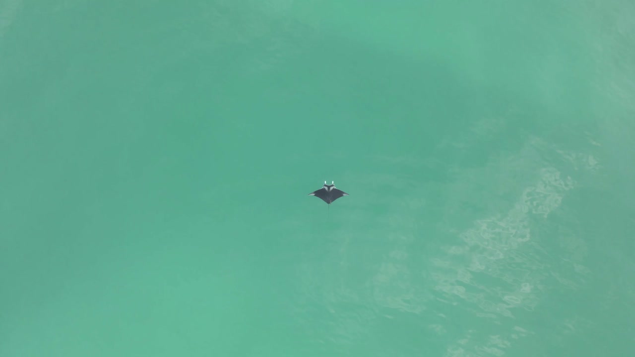 Vertical aerial: Manta Ray small in frame, glides in jade green sea