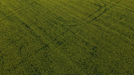 vast textured crop field from aerial fly over view in saskatchewan, canada