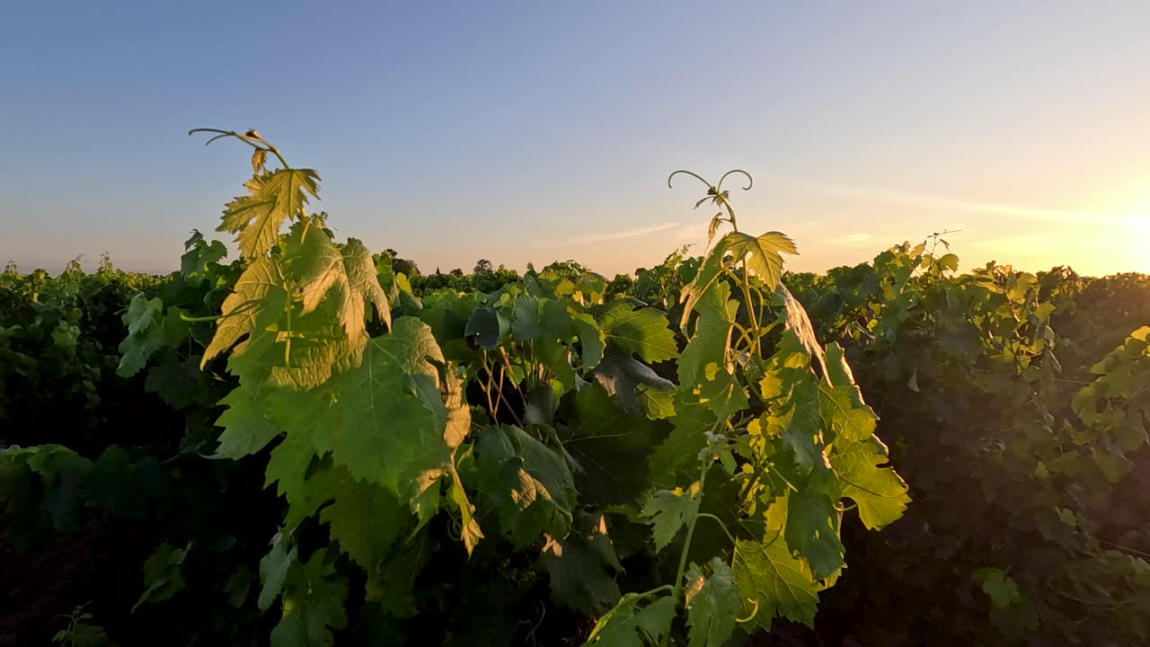 황금빛의 해가 지는 곳에서 빛나는 포도 잎