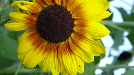 close up common sunflower in the garden