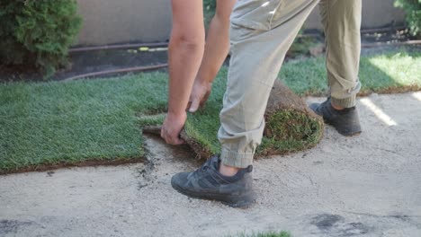 gardener laying a roll of natural lawn turf