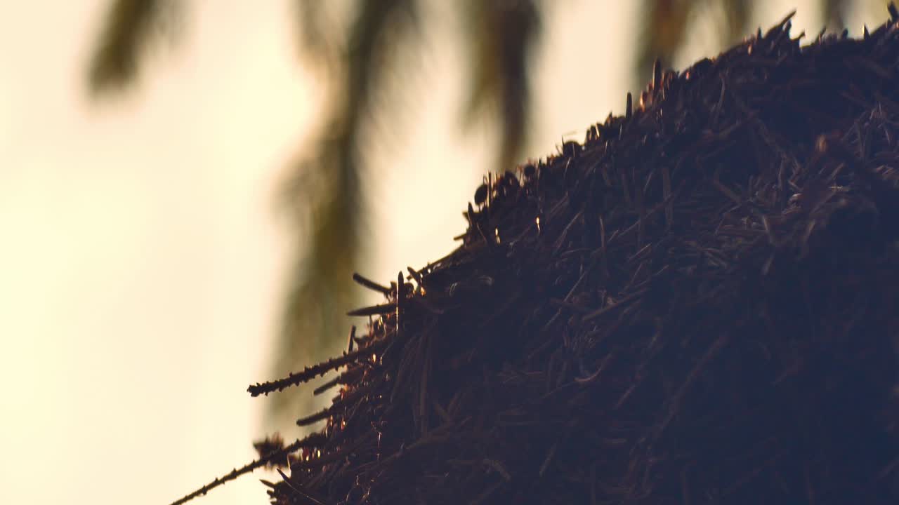 un colectivo de hormigas forma un hormiguero