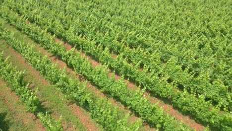 filas de viñedos exuberantes en un día soleado, vides verdes que se extienden hasta el horizonte, vista aérea