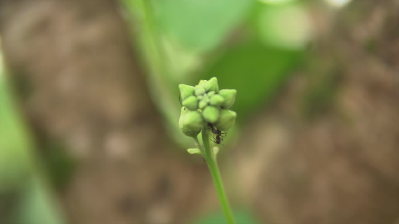 fotografía de cerca de un grupo de pequeñas hormigas que se reúnen alrededor de una flor de cayena que aún no ha florecido
