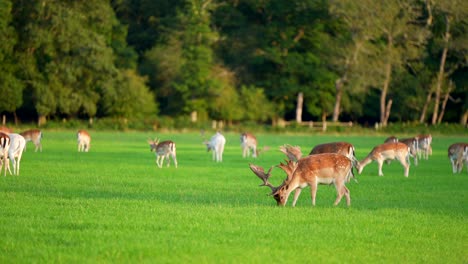 wide shot of a herd of fallow deer grazing in a meadow, in the new forest, hampshire, uk