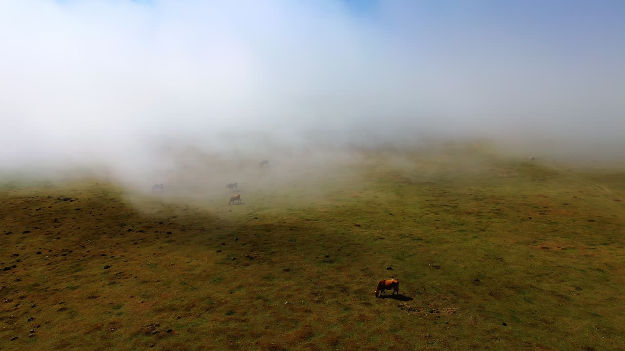 Cloud of thick mist spreading above the valley covering the scenery. A few cows grazing on the meadow. Top view.