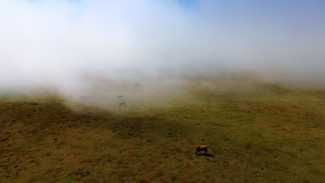 cloud of thick mist spreading above the valley covering the scenery. a few cows grazing on the meadow. top view.
