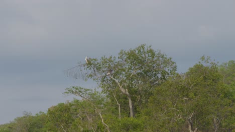 Brahminy-kites-perched-on-a-branch-of-a-tree,-Indonesia