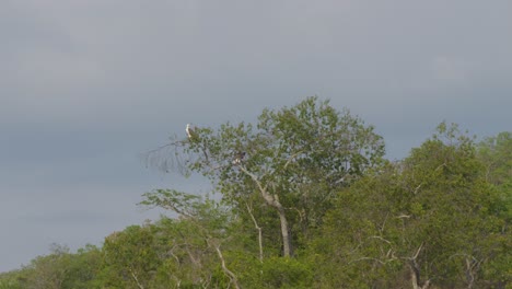 cometas brahminy en una rama de un árbol, indonesia