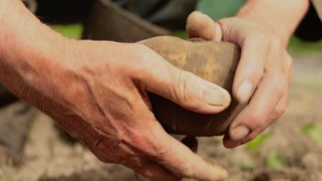 farmer inspects his crop of potatoes hands stained with earth.