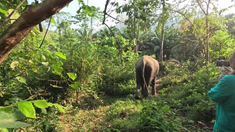 un elefante tranquilo vaga por el verde