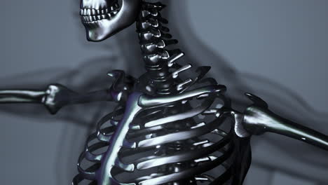 3d rendered medical animation of a human bones