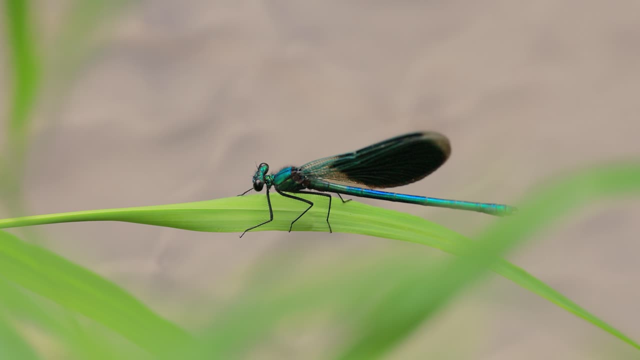 la hermosa demoiselle (calopteryx virgo) es una damselfly europea perteneciente a la familia calopterygidae. a menudo se encuentra a lo largo de aguas de flujo rápido donde está más en casa.